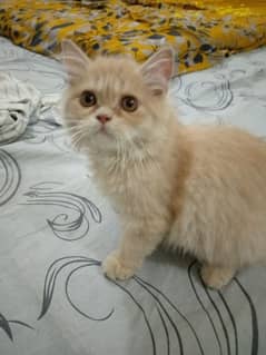 Persian  Kitten