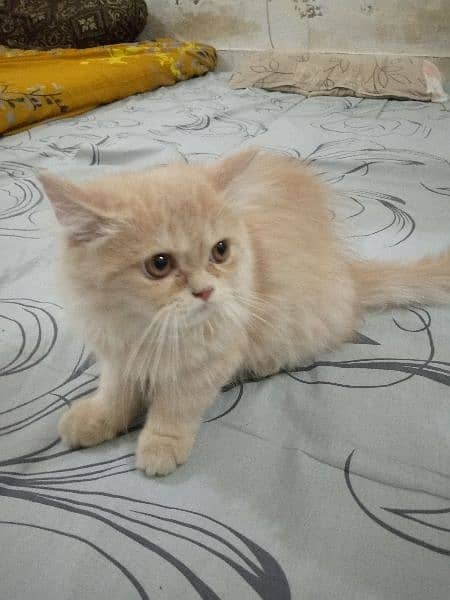 Persian  Kitten 1