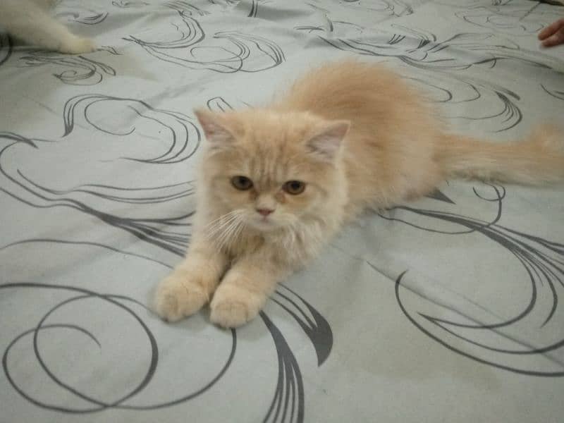 Persian  Kitten 2