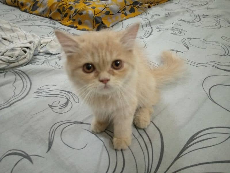 Persian  Kitten 4