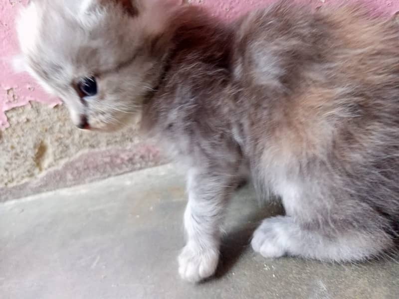 Persian Cat baby 1