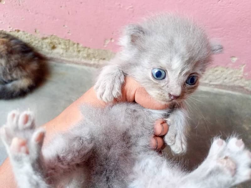 Persian Cat baby 3