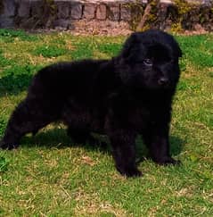 black German shepherd long cot pair