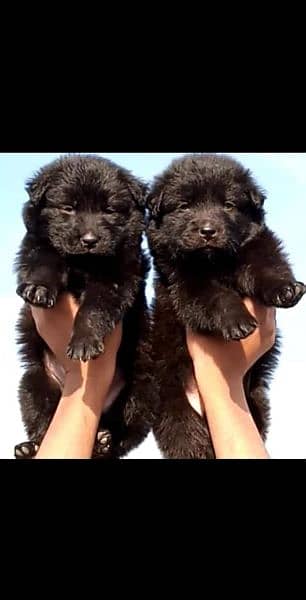 black German shepherd long cot pair 0