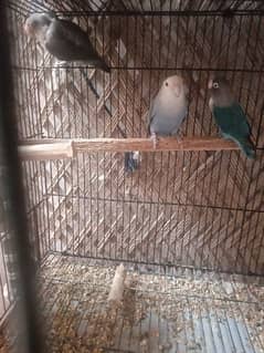 3 pc lovebirds for sale