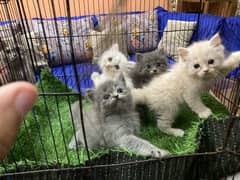 Pure persian cat kittens