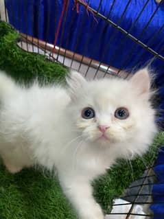 Pure persian cat kittens