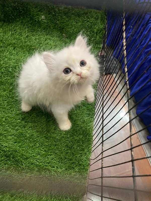 Pure persian cat kittens 2