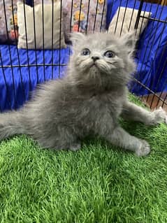 Pure persian cat kittens