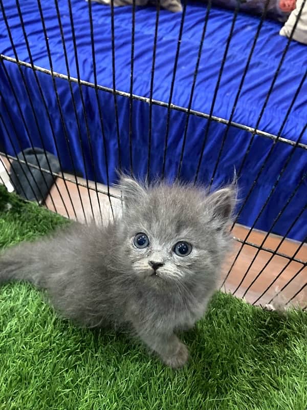 Pure persian cat kittens 10