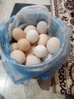 golden misri eggs for sale