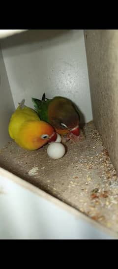 lovebirds breeder pair/budgies breeder pair