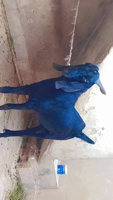 Black Bakra 2 daant khassi 60kg live 2