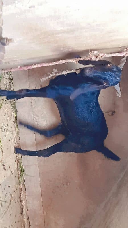 Black Bakra 2 daant khassi 60kg live 3