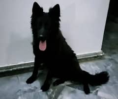 Black german shepherd for sale