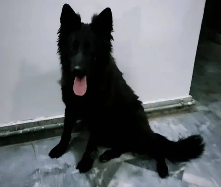 Black german shepherd for sale 0