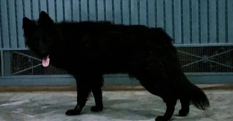 Black german shepherd for sale 1