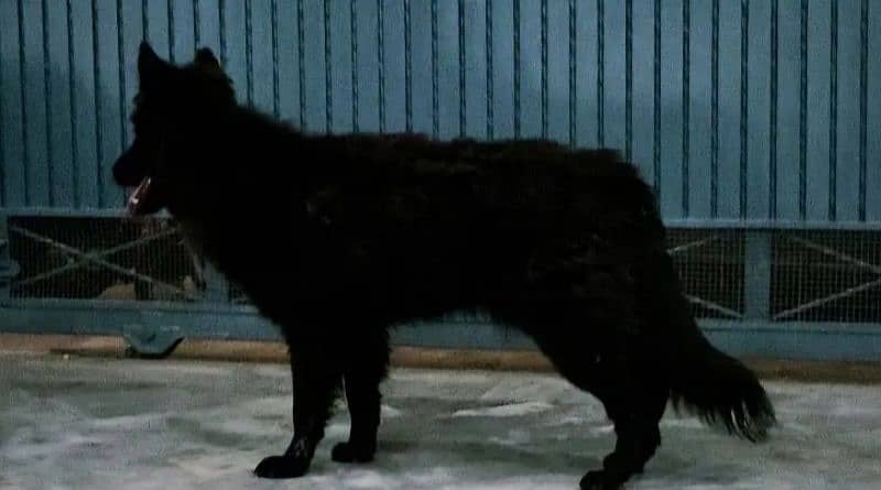 Black german shepherd for sale 2