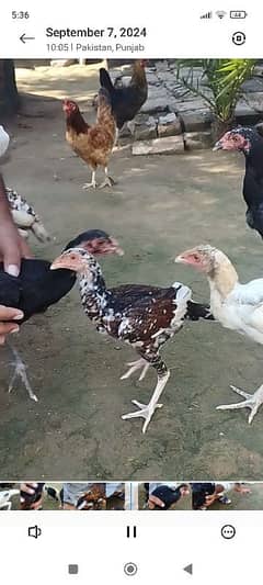 Aseel Chicks for sale