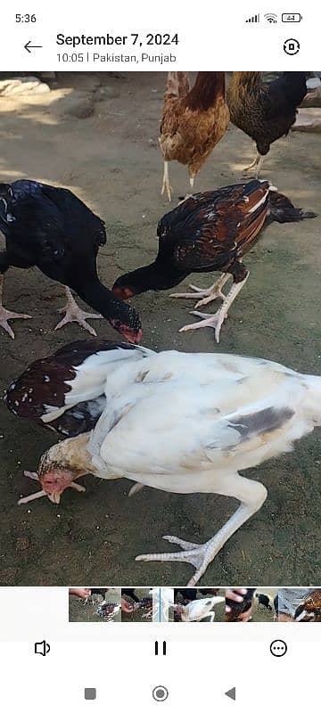 Aseel Chicks for sale 5