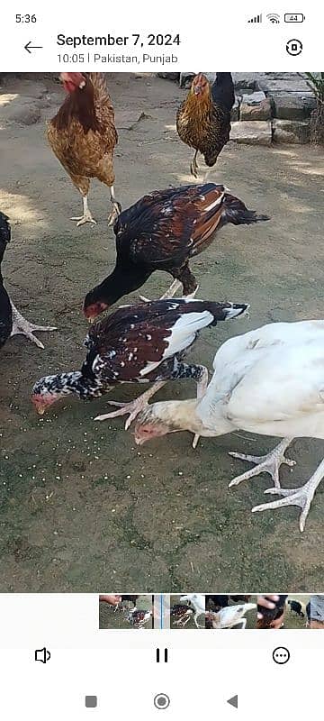 Aseel Chicks for sale 8