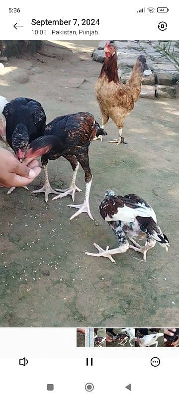 Aseel Chicks for sale 9