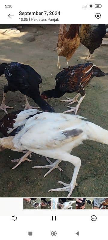 Aseel Chicks for sale 11