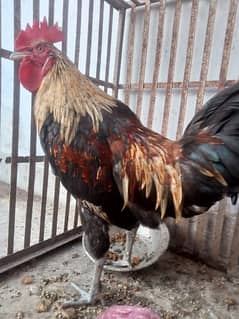 Desi murga for sale full healthy and heavy and aggressive 0