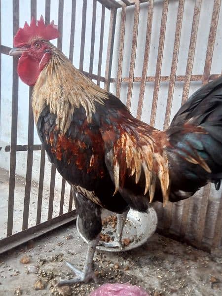 Desi murga for sale full healthy and heavy and aggressive 0