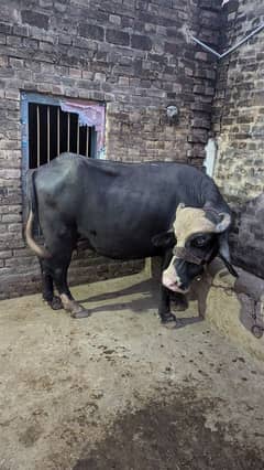 buffalo chothi for sale 8kg milk