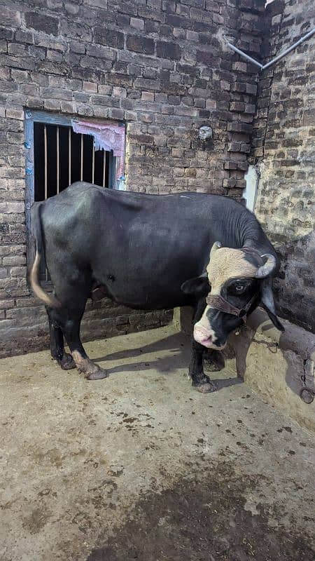 buffalo chothi for sale 8kg milk 0