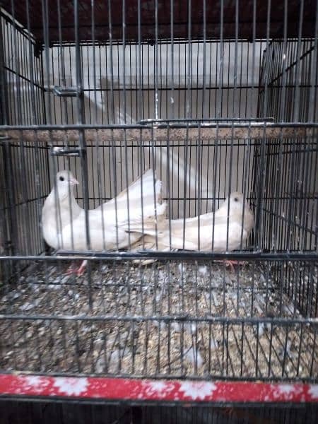 English fantail breeder pair for sell or exchange 1