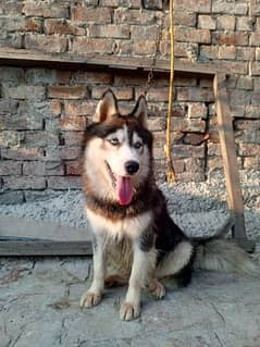 Siberian husky female for sale