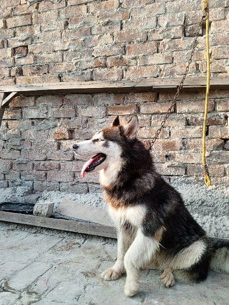 Siberian husky female for sale 1