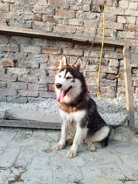 Siberian husky female for sale 2