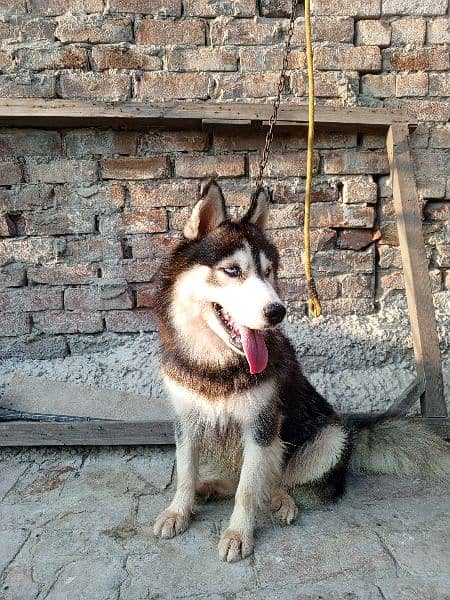 Siberian husky female for sale 3