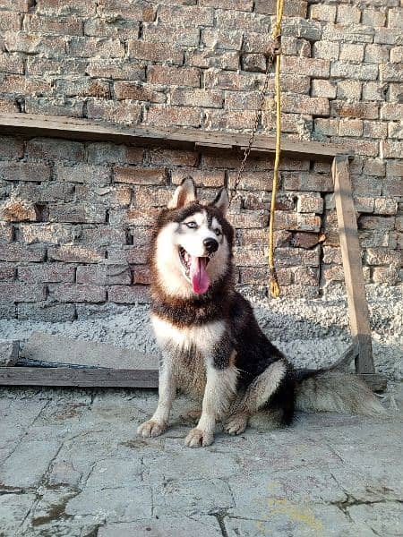 Siberian husky female for sale 4