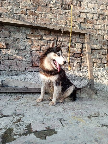 Siberian husky female for sale 5