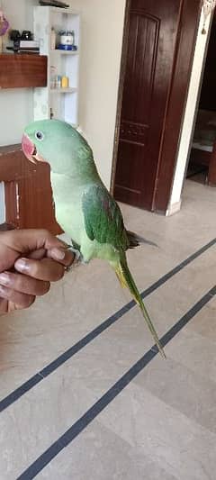 Raw parrot