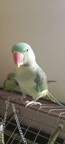 Raw parrot 1