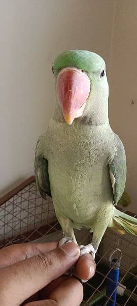 Raw parrot 2