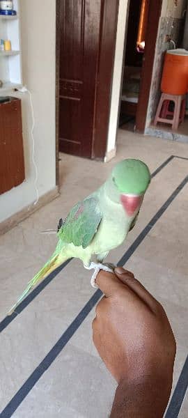 Raw parrot 3