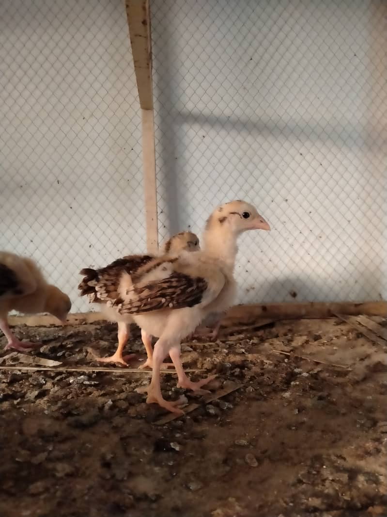 Aseel Chicks / Ducklings 5