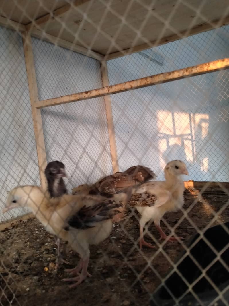 Aseel Chicks / Ducklings 8