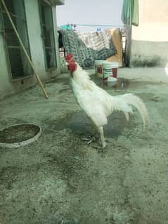 Pure Aseel mianwali Setup sale 2 male 4 female