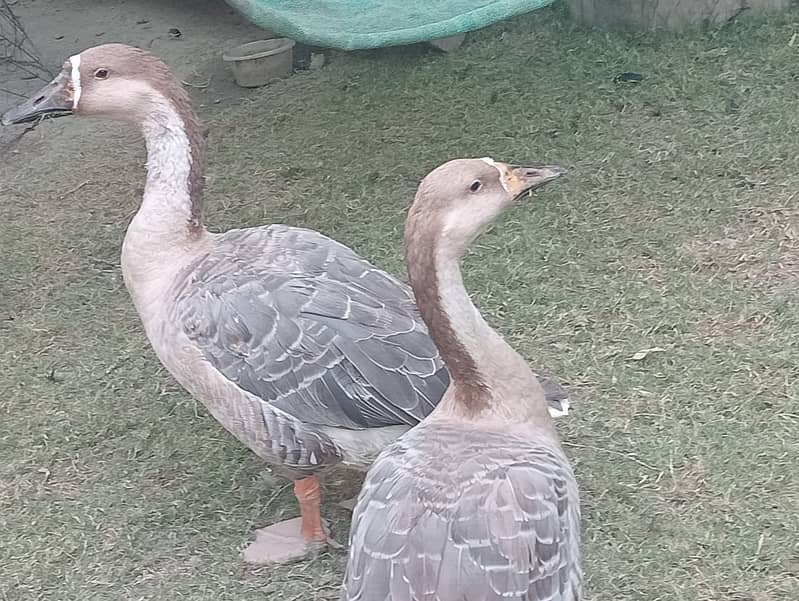 Duck for sale 0