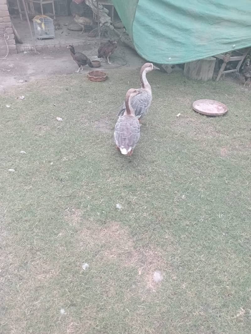 Duck for sale 2