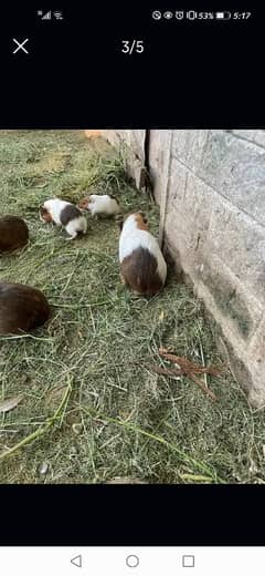 guinea pigs