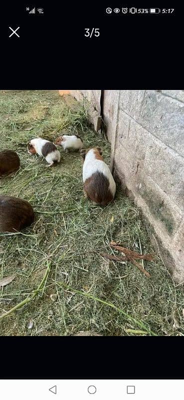 guinea pigs 0