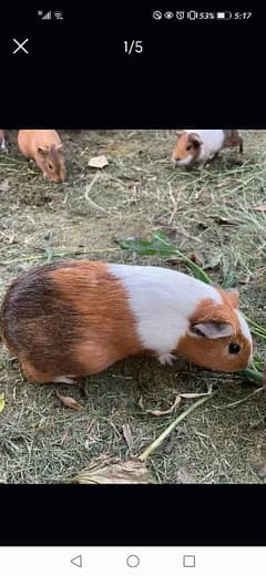 guinea pigs